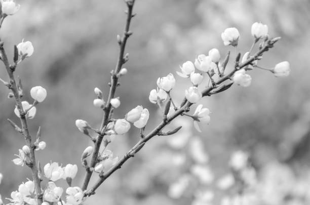 monocromatico - bianco e nero - fiori di ciliegio giapponesi alla luce del sole primaverile - toned image pink sakura cherry blossom foto e immagini stock