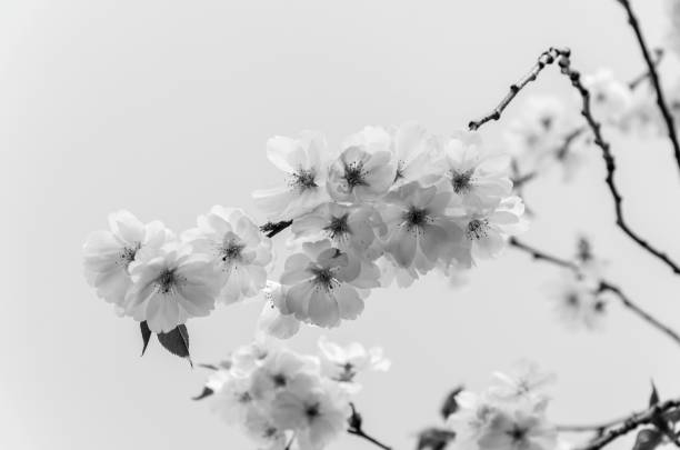 istock monochrome - black and white -  japanese cherry blossoms in spring sunlight 1083661226
