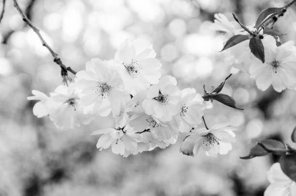 monocromatico - bianco e nero - fiori di ciliegio giapponesi alla luce del sole primaverile - toned image pink sakura cherry blossom foto e immagini stock