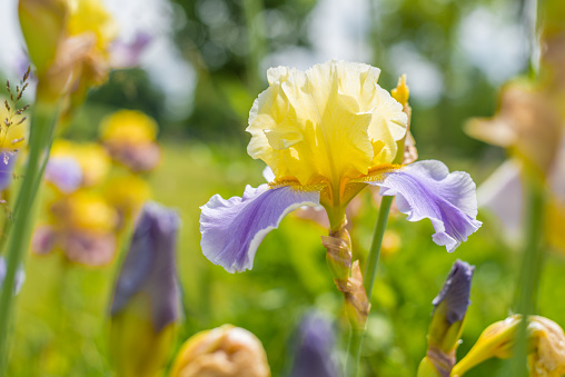bright yellow and lilac iris flower in sunshine - defocused