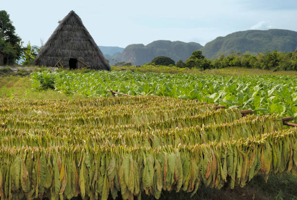 istock Tobacco field with drying and growing tabacco 1083663562