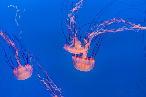 istock jelly fish in the blue sea 1083663968