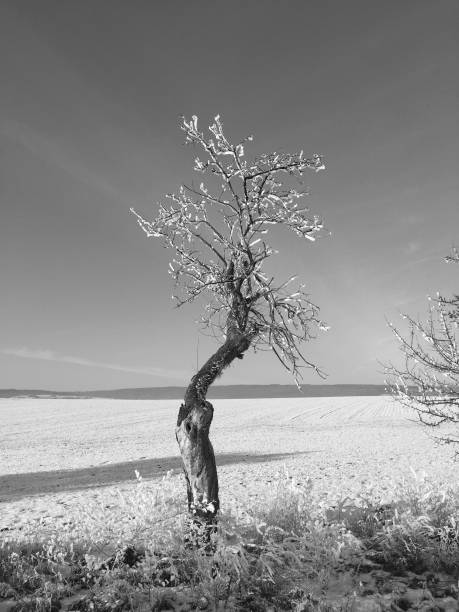 istock trees covered with snow and ice in winter landscape 1083665090
