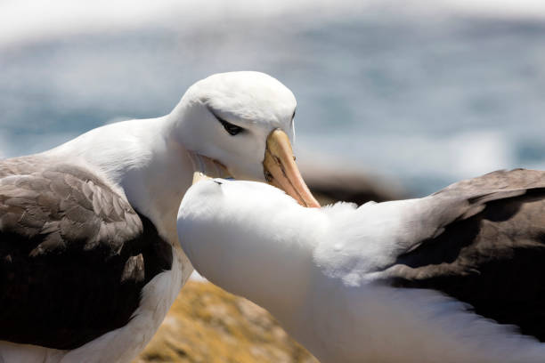 ブラックまゆアホウドリのカップル サンダース島、フォークランド諸島くちばしで互いの首を傷します。 - saunders island ストックフォトと画像