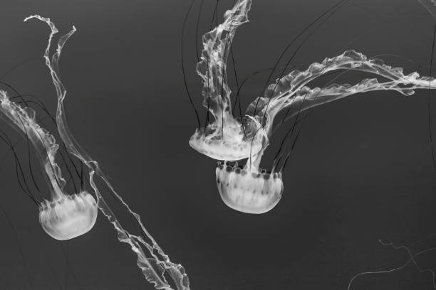 istock jelly fish in the blue sea 1083665240