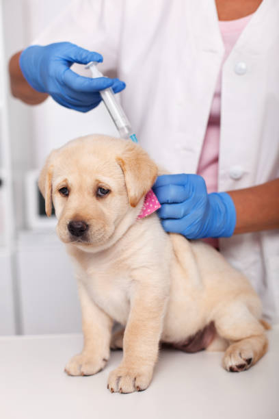 istock Cute labrador puppy dog with sad face getting the first vaccine 1083666310