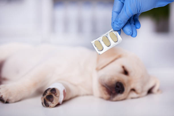 istock Hand holding medicine for a cute labrador puppy dog 1083670204