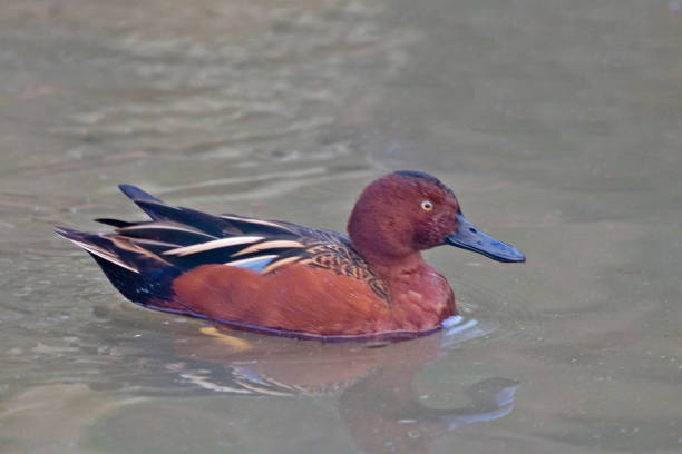 A Male Cinnamon Teal, Anas cyanoptera A Male Cinnamon Teal, Anas cyanoptera grey teal duck stock pictures, royalty-free photos & images