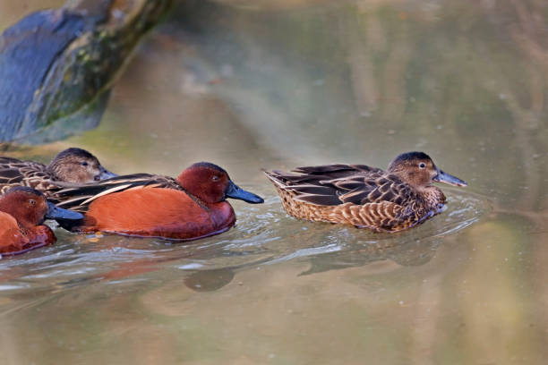 A Group of Cinnamon Teal, Anas cyanoptera A Group of Cinnamon Teal, Anas cyanoptera grey teal duck stock pictures, royalty-free photos & images