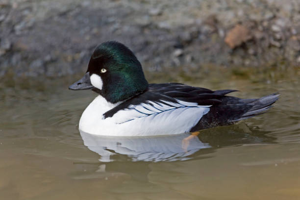istock A Male Common Goldeneye, Bucephala clangula, swimming 1083670808