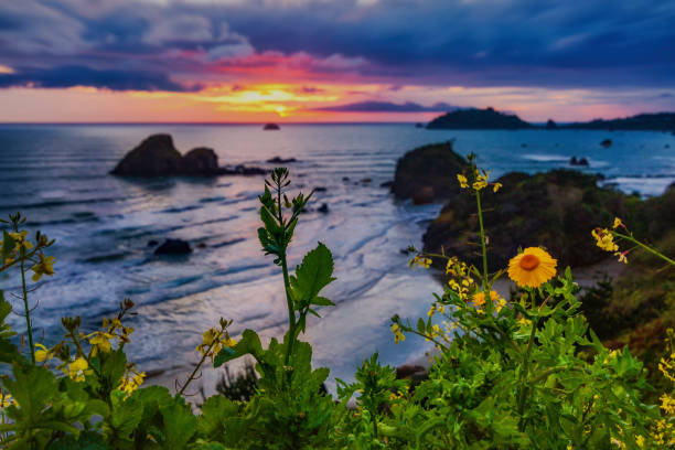 野生の花、カリフォルニア州の北部、アメリカ合衆国カリフォルニア州サンセット - humboldt county california coastline island ストックフォトと画像