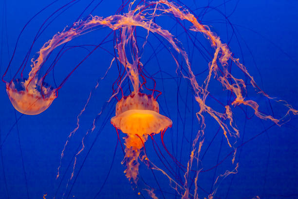 istock jelly fishes in the deep ocean 1083673066
