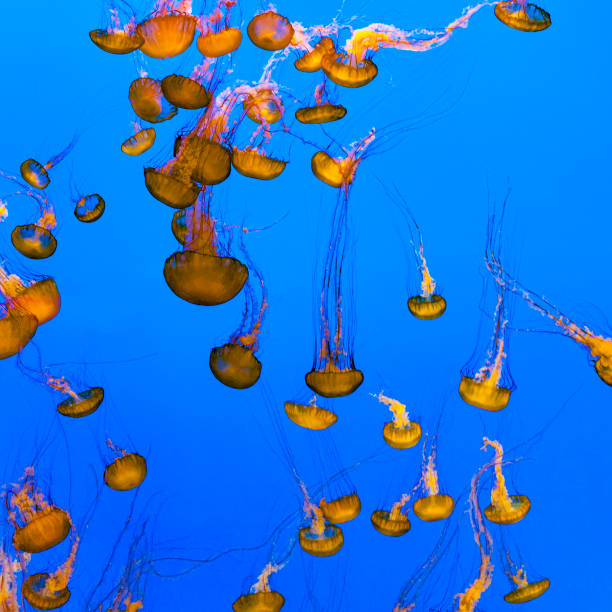 istock jelly fishes in the deep ocean 1083673148