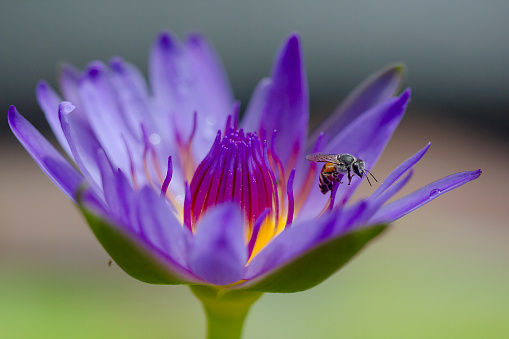 The bees fly on the purple lotus flowers that are blooming beautifully.