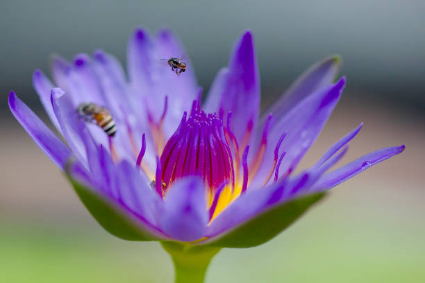 istock Bees flying in the purple lotus blooming. 1083674662