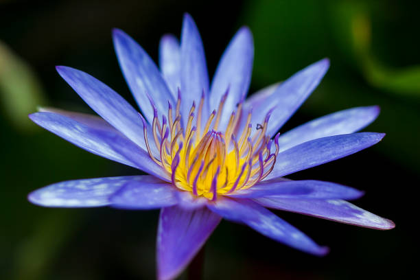 istock Purple lotus blossoming in nature. 1083674912
