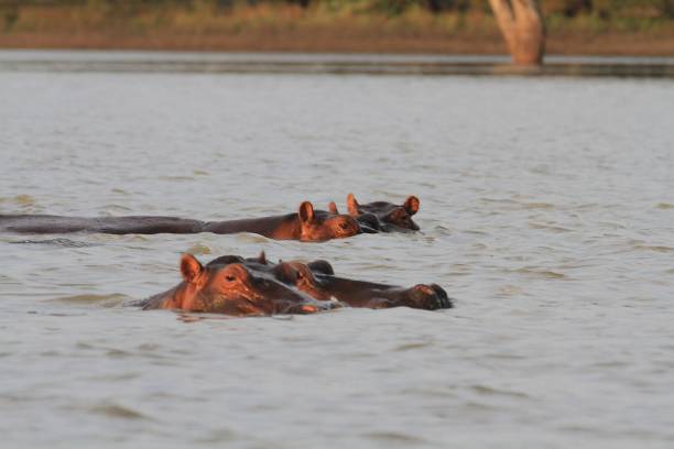 istock Hippos at Rufiji River, Selous Game reserve, Tanzania 1083675182