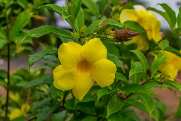bright yellow tropical flower on green leaves yellow  allamanda cathartica with leaves & bud, gusset in blur background texture.