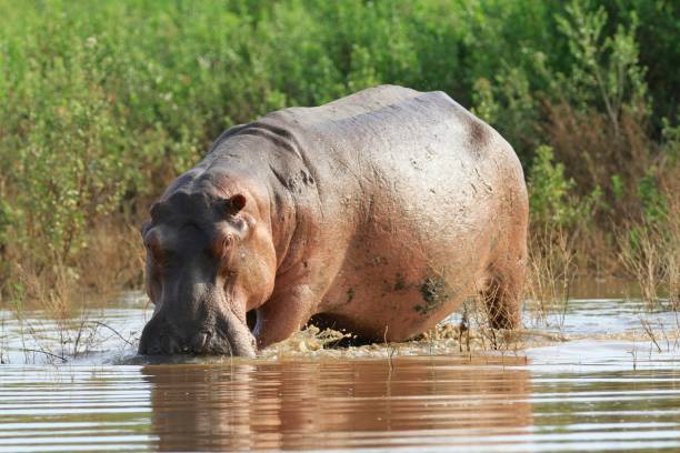 istock Hippos at Rufiji River, Selous Game reserve, Tanzania 1083676086