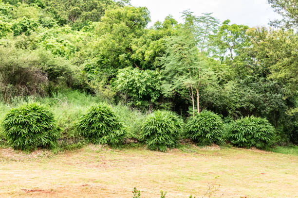 istock Close view of small Bamboo tree leafs shrubs & hibiscus tree shrubs in a greenery garden. 1083680196