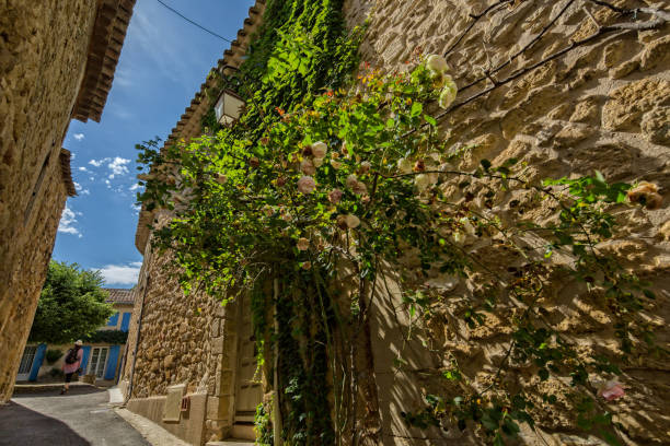 Lourmarin, Provence, Luberon, Vaucluse, France - Mai 30, 2017: A house of quarry stone in Lourmarin in a narrow lane with wildly overgrown roses.