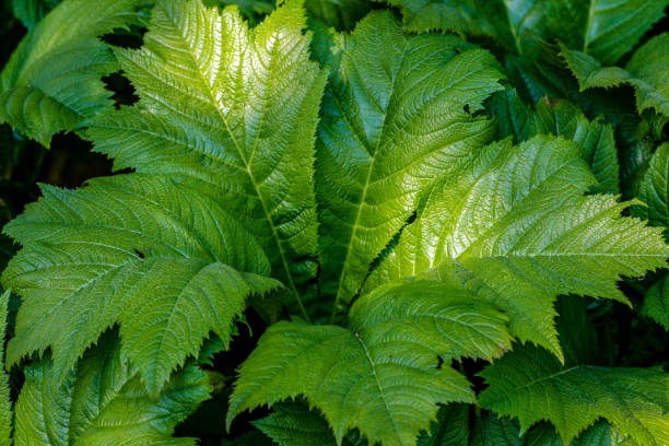 grande selva verde folhas na luz solar - cuspidate - fotografias e filmes do acervo