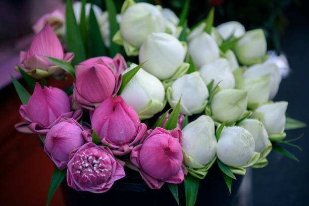 Pink and white lotus flower for worshiping