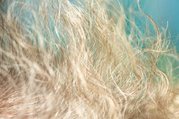 istock Senior woman's grey curly hair, Close up & Macro shot, Selective focus, Line texture, Abstract background 1083686734