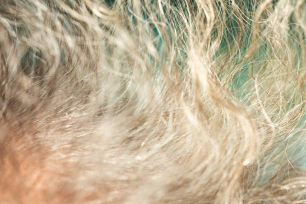istock Senior woman's grey curly hair, Close up & Macro shot, Selective focus, Line texture, Abstract background 1083686772