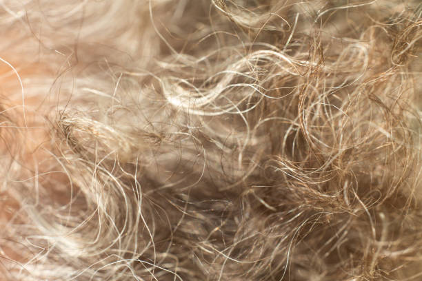 istock Senior woman's grey curly hair, Close up & Macro shot, Selective focus, Line texture, Abstract background 1083686804