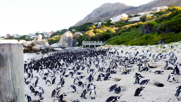 istock African Penguins standing on the Boulders Beach 1083687104