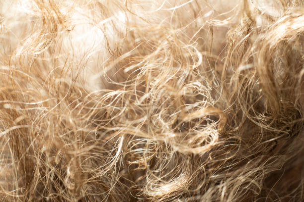istock Senior woman's grey curly hair, Close up & Macro shot, Selective focus, Line texture, Abstract background 1083687178