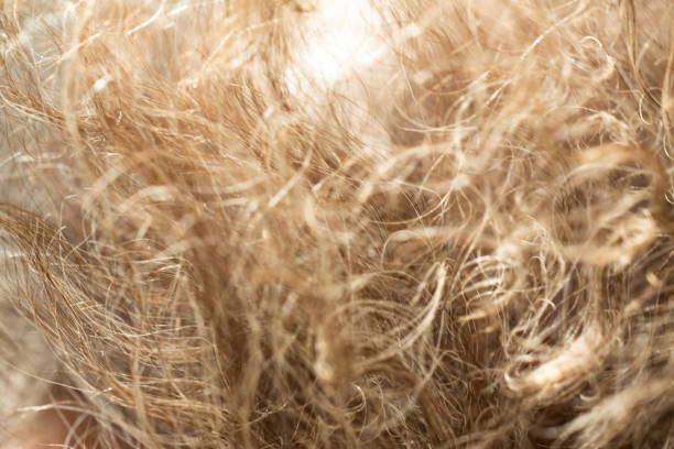 istock Senior woman's grey curly hair, Close up & Macro shot, Selective focus, Line texture, Abstract background 1083687202