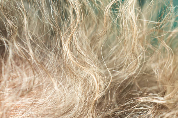 istock Senior woman's grey curly hair, Close up & Macro shot, Selective focus, Line texture, Abstract background 1083687210