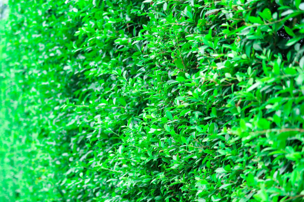 istock Natural tree wall growing leaves in the rainy season 1083690290