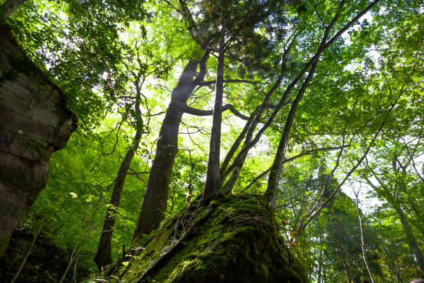 istock autumn view of Japan 1083695758