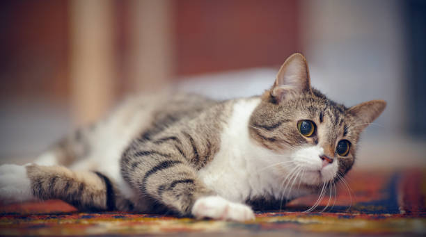 istock The striped cat with white paws, plays on a carpet 1083699696