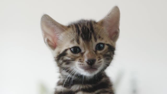 Little Bengal Kitten Calling in slow motion