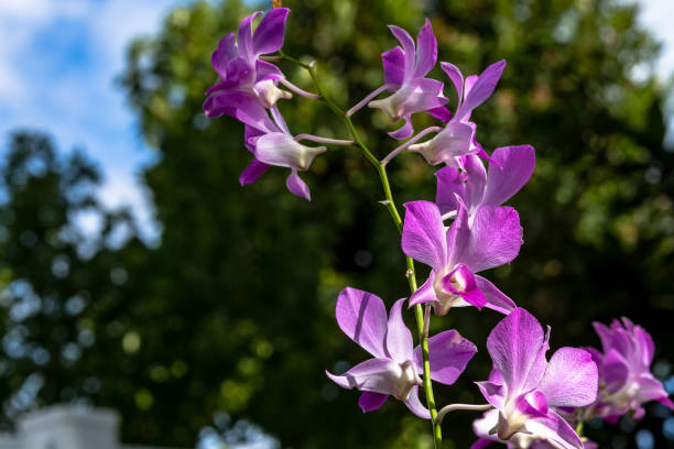 istock An Orchid Plant in blossom 1083704390