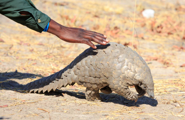 A safari  guide bends down to touch a critically endangered pangolin in Hwange National Park A critically endangered Pangolin is spotted by a very enthusiastic guide, who kneels on the Ground to touch it.  Hwange National Park, Zimbabwe iucn red list photos stock pictures, royalty-free photos & images