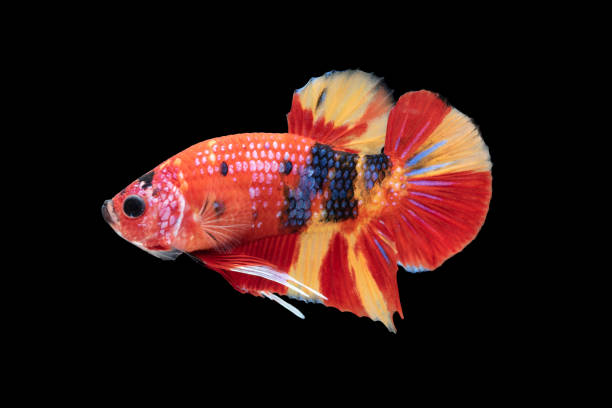 istock beautiful betta splendens isolated on black background 1083716864