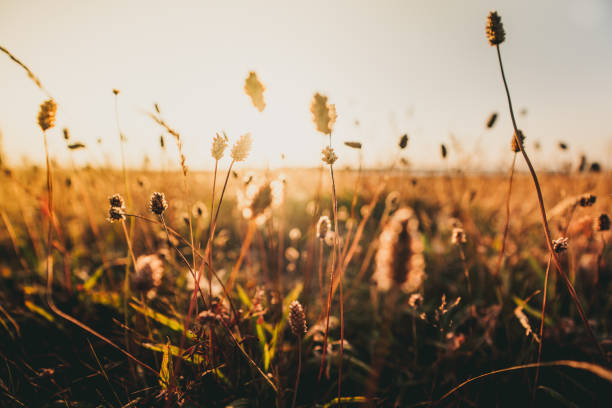 istock Beautiful wild flowers in a meadow 1083716960