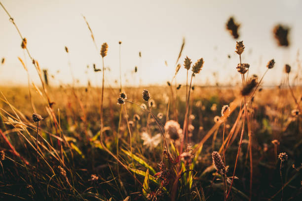 istock Beautiful wild flowers in a meadow 1083717036