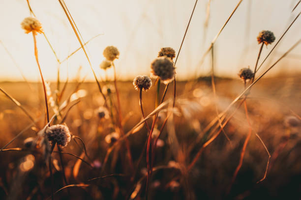 istock Beautiful wild flowers in a meadow 1083717326