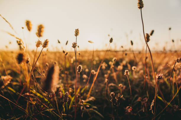 istock Beautiful wild flowers in a meadow 1083717476