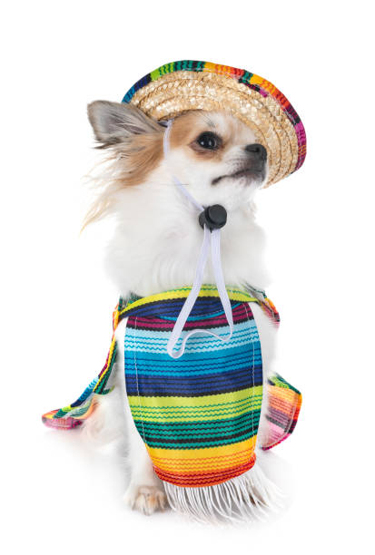 istock little chihuahua 1083717734
