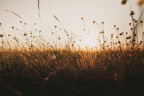 istock Beautiful wild flowers in a meadow 1083721110
