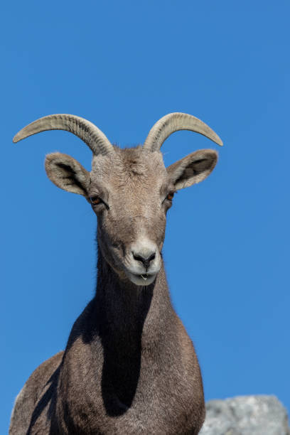 istock Desert Bighorn Sheep Ewe 1083721124