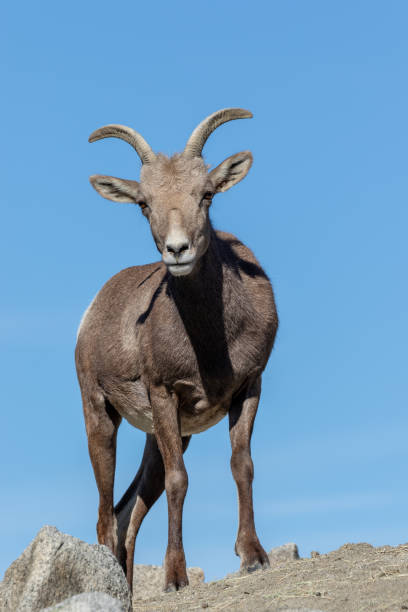 istock Desert Bighorn Sheep Ewe 1083721130