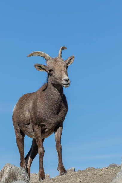 istock Desert Bighorn Sheep Ewe 1083721428